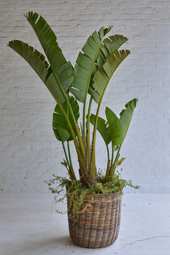 012 Strelitzia tree in Baskets