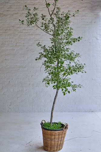 011 Poplar trees  in Baskets