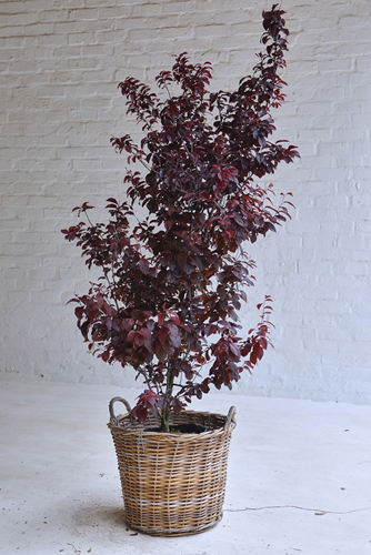 002 Prunus Tree in Baskets