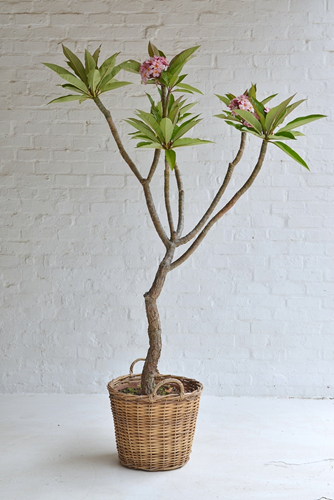 014 Frangipani Tree in woven basket 