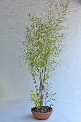 010 Bamboo Trees