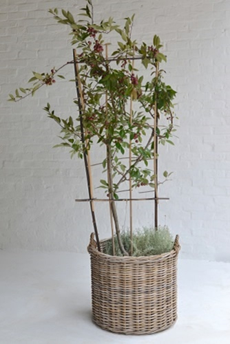 007 Crab Apple in Baskets